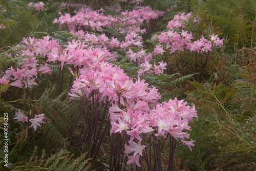 Fototapeta Naklejka Na Ścianę i Meble -  Autumn Flowering Pink Flowers of the  Jersey or Belladonna Lily Plant (Amaryllis belladonna) Surrounded by Ferns Growing in a Garden on the Island of St Martin's in the Isles of Scilly, England, UK