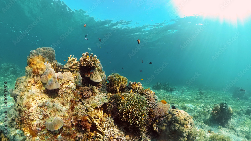 Fototapeta premium Tropical fishes and coral reef at diving. Beautiful underwater world with corals and fish. Philippines.