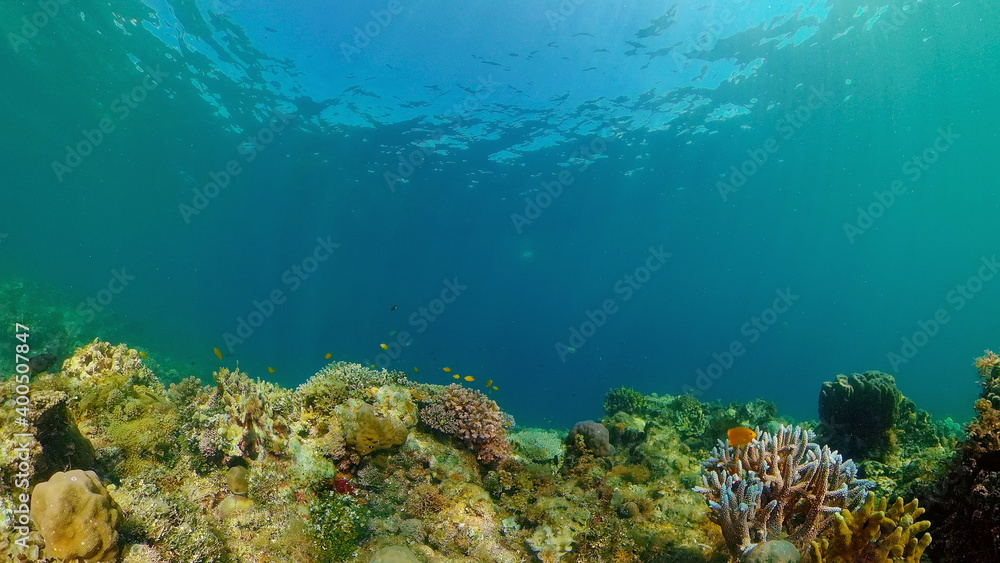 Fototapeta premium Tropical fishes and coral reef underwater. Hard and soft corals, underwater landscape. Philippines.