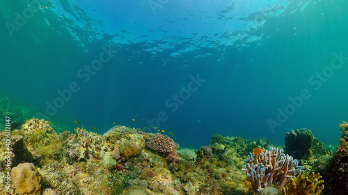 Tropical fishes and coral reef underwater. Hard and soft corals, underwater landscape. Philippines.