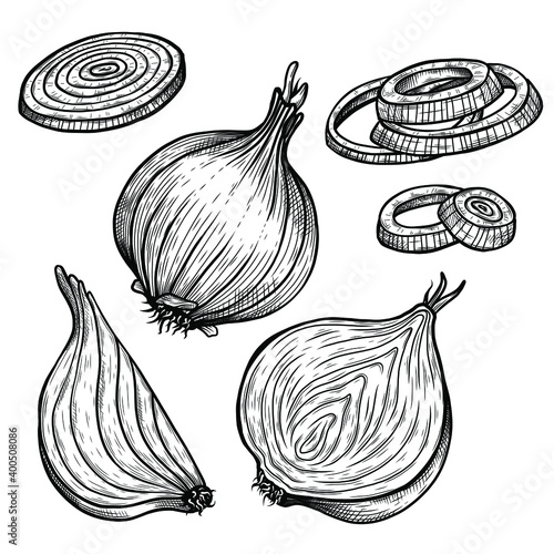 Fototapete Vector sketch illustration of onion set drawing isolated on white
