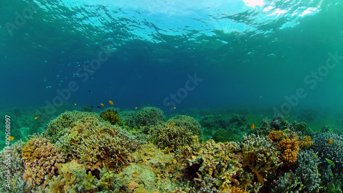 Tropical coral reef and fishes underwater. Tropical fishes and coral reef underwater. . Travel vacation concept. Philippines. © Alex Traveler