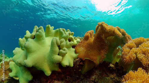 Sea coral reef. Underwater Tropical Sea Seascape. Tropical fish reef marine. Philippines.