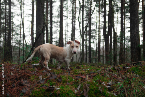 a small dog of the Jack Russell Terrier breed walks through the spring forest