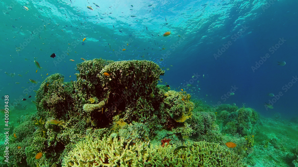 Naklejka premium Beautiful underwater landscape with tropical fish and corals. Philippines.