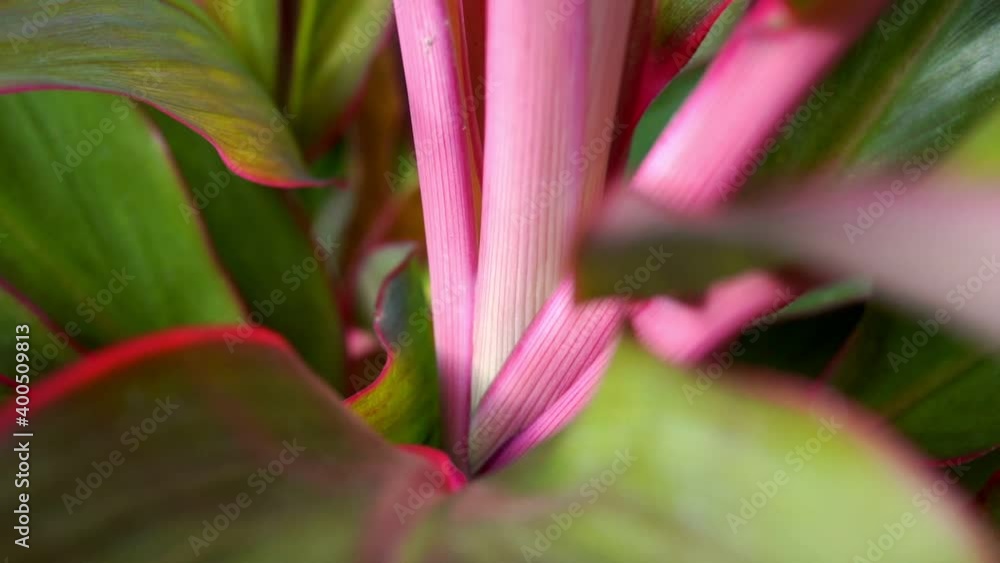 Leaves of Cordyline Fruticosa close up. Slow motion. FullHD footage Leaves of Cordyline Fruticosa close up. Slow motion. FullHD footage