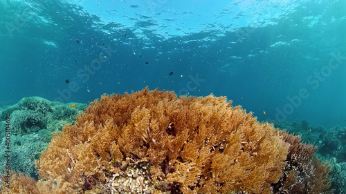 Tropical coral reef. Scene reef. Marine life sea world. Underwater fish reef marine. Philippines.