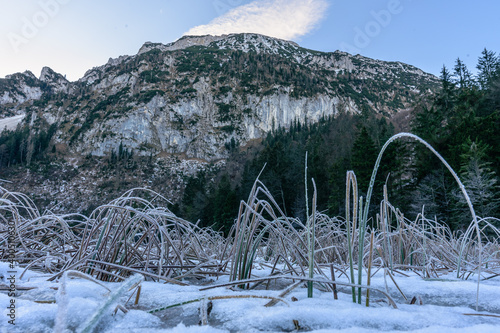  Hochstaufen mit gefrorenen See  und Schilf  i Vordergrund im Winter  © H. Rambold