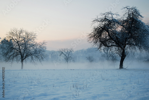 Canvas Print trees in the fog