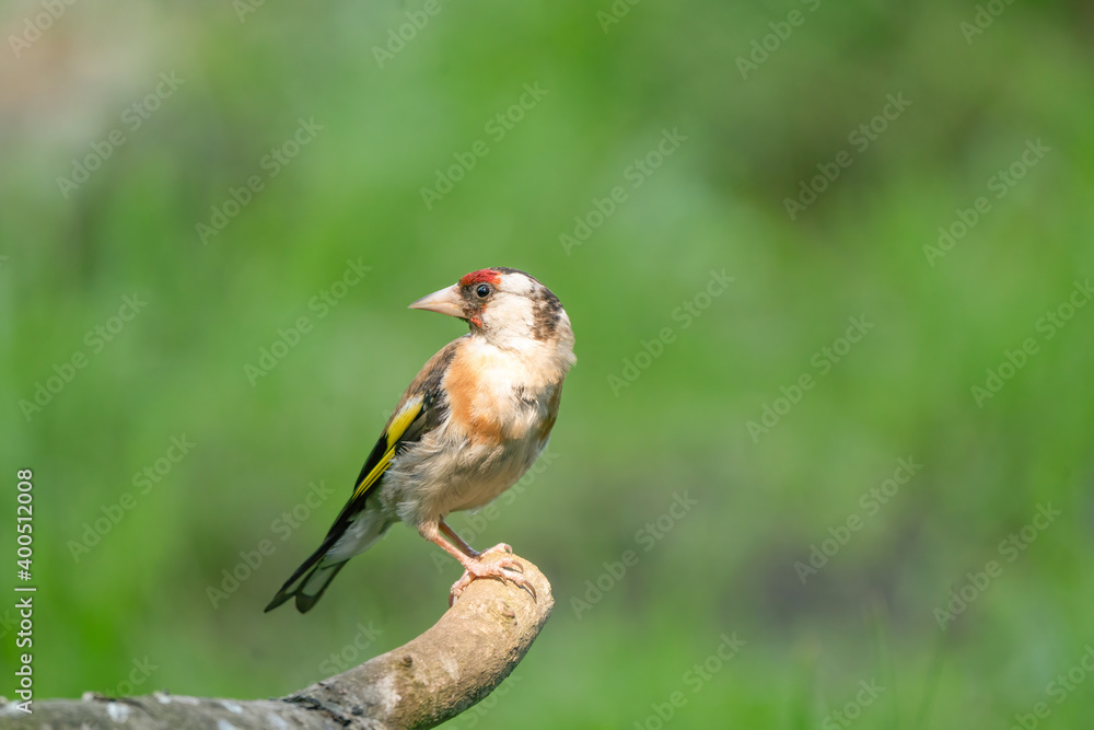 European Goldfinch, Carduelis carduelis. Looks back, sitting on a branch. Green background European Goldfinch, Carduelis carduelis. Looks back, sitting on a branch. Green background