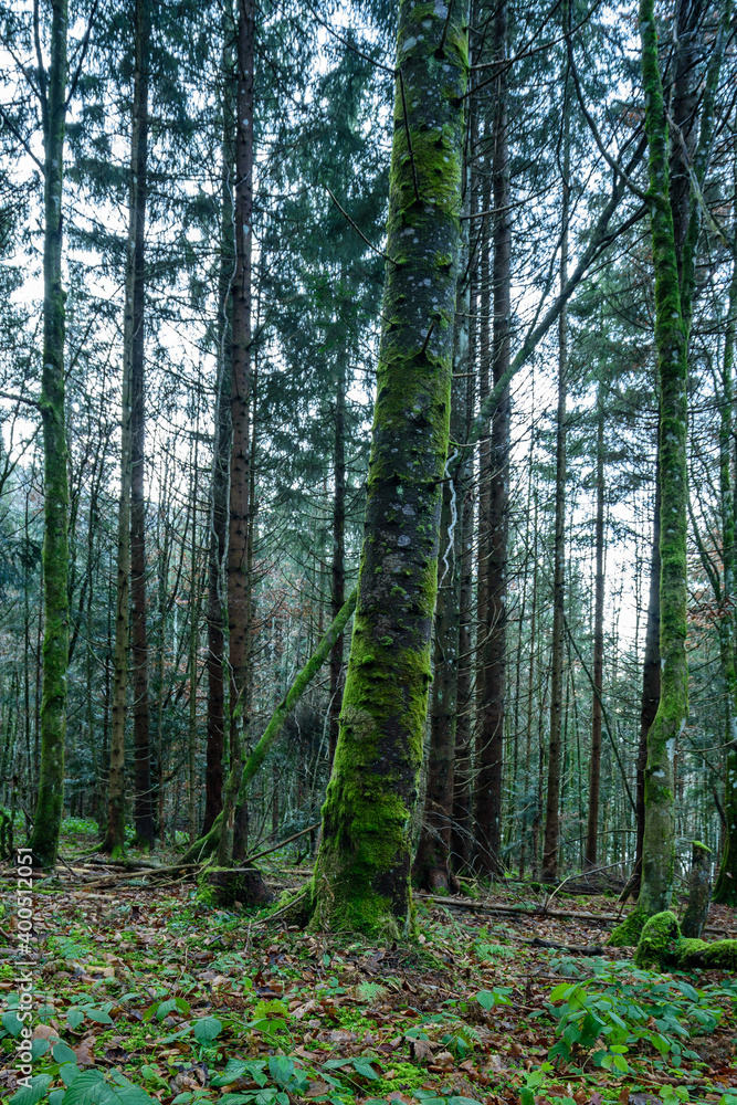 Fototapeta premium Fichtenwald in den bergen