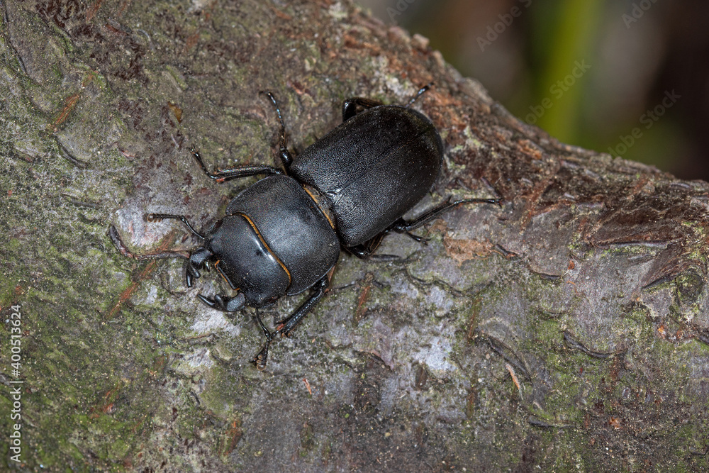 Balkenschröter, Dorcus parallelipipedus, DE, NRW, Leverkusen-Opladen 2020/05/26 16:20:48 Balkenschröter, Dorcus parallelipipedus, DE, NRW, Leverkusen-Opladen 2020/05/26 16:20:48