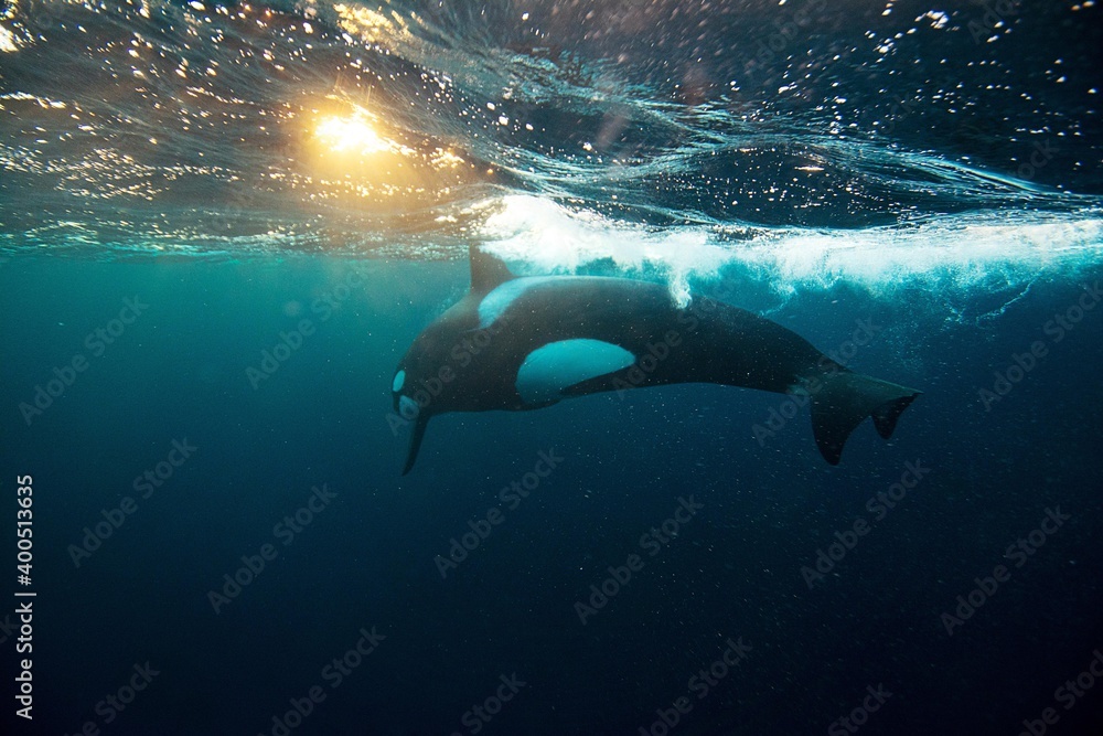 Naklejka premium Orca killer whale underwater