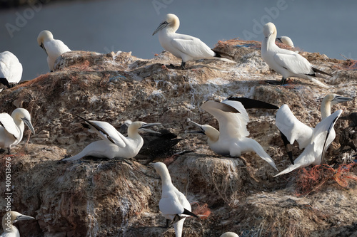 A colony of gannets stand on a rock. sea in the background