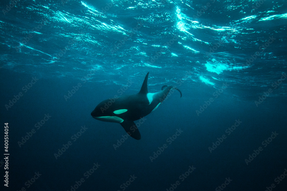 orca killer whale underwater - obrazy, fototapety, plakaty 