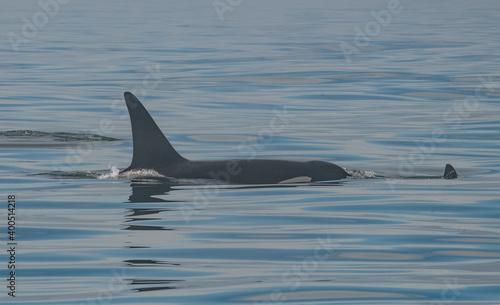 Orca killer whale © Stanislav