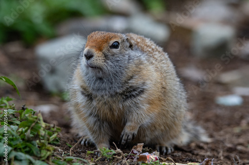 Ground squirrel © Stanislav