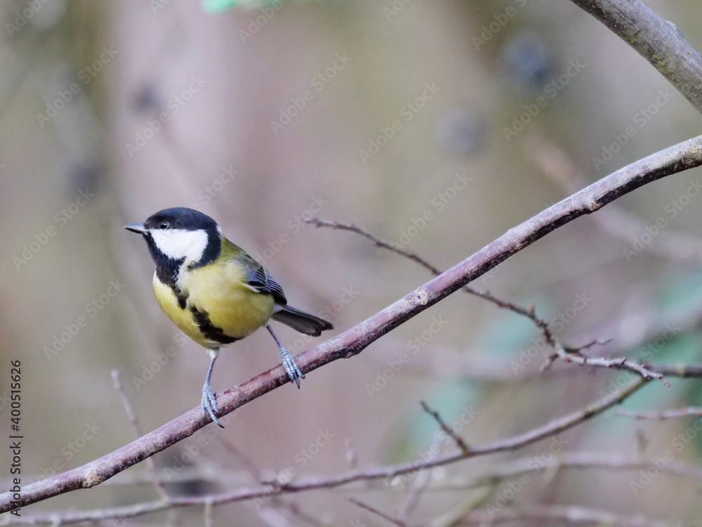 Fototapeta premium great tot perching on a twig