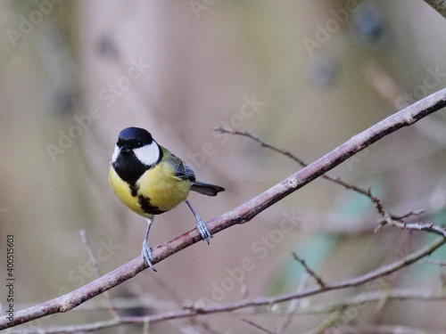 great tot perching on a twig © Juergen