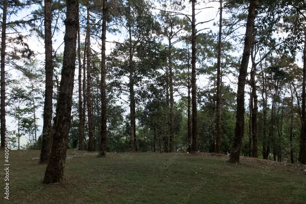 Obraz premium Green forest in the north of Thailand.