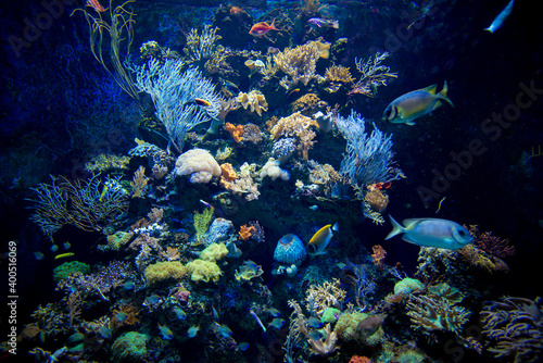 Fototapeta Naklejka Na Ścianę i Meble -  Amazing coral reef aquarium moment. Wonderful and beautiful underwater world with corals and tropical fish.