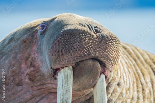 walrus portrait