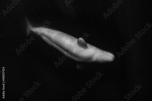 Fotografija Beluga whales underwater