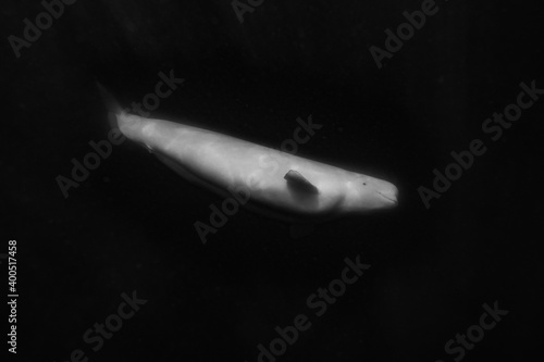 Beluga whales underwater Fototapet
