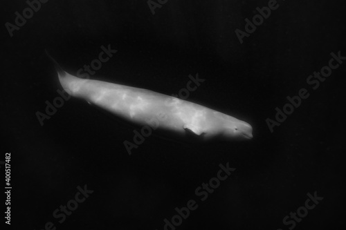 Tableau sur toile Beluga whales underwater