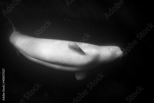 Beluga whales underwater © Stanislav