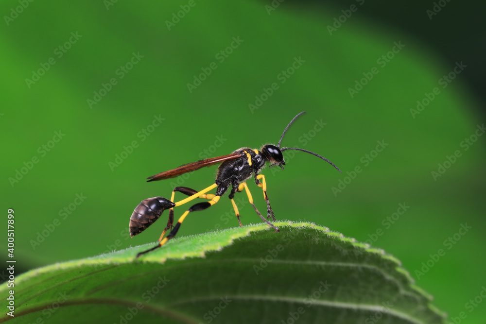 mud dauber live on green leaves mud dauber live on green leaves