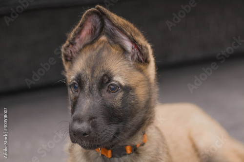 Bella the belgian x gsd shepherd puppy