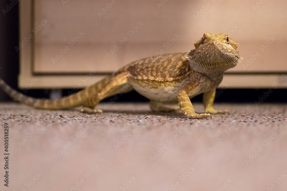 Naklejka premium Detail of Bearded dragon (pogona) on the floor exploring the flat