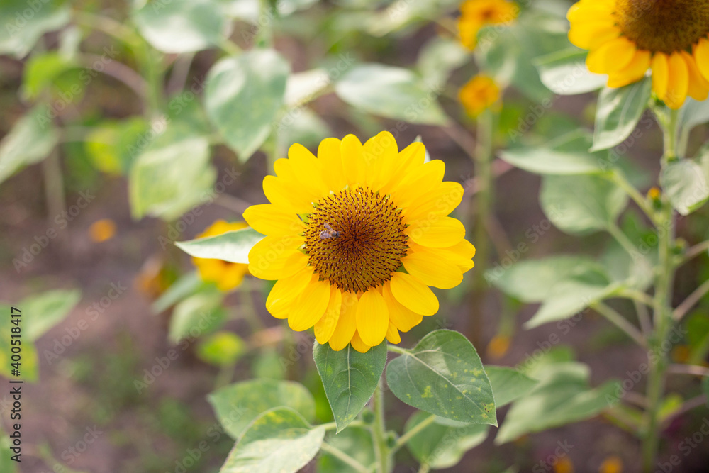Sunflower blooming Sunflower blooming