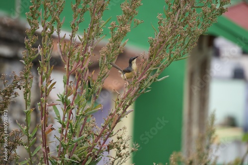 The ashy prinia or ashy wren-warbler in the branches 