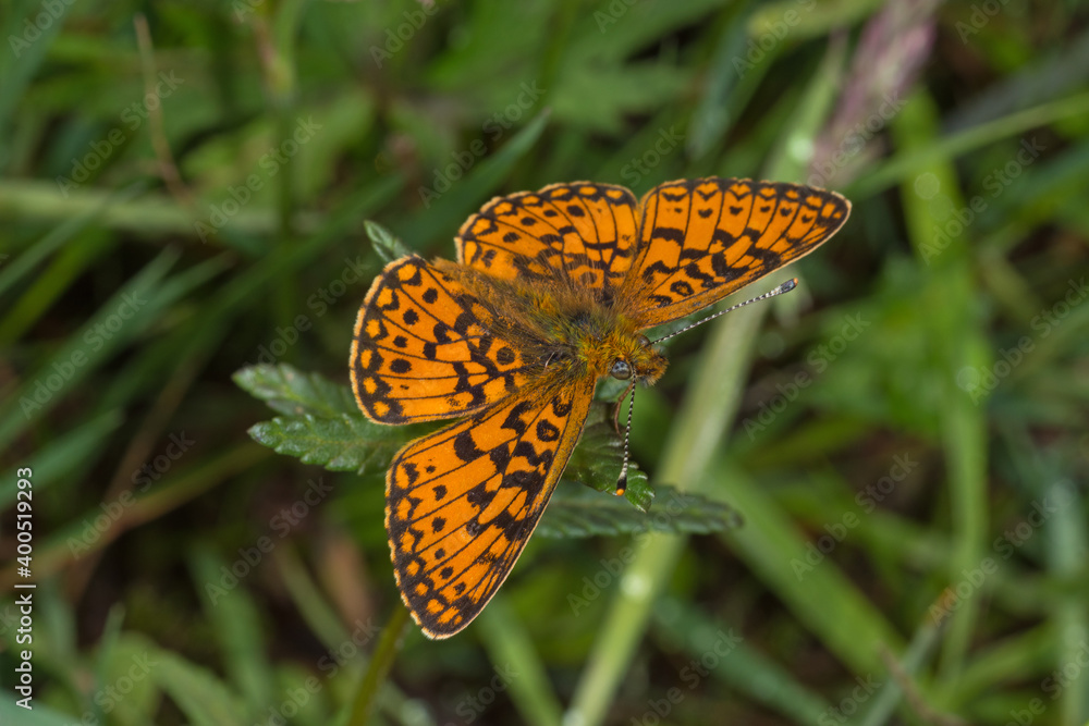 Obraz premium Braunfleckiger Perlmutterfalter, Boloria selene, DE, NRW, Lewertbachtal, Eifel 2020/06/06 12:10:24