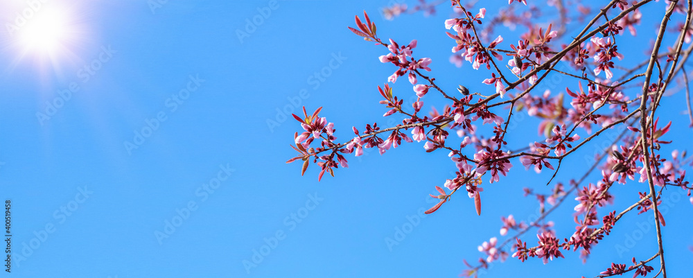 Panoramic spring background with beautiful pink blossoms, bright sun shining with blue sky background. Panoramic spring background with beautiful pink blossoms, bright sun shining with blue sky background.