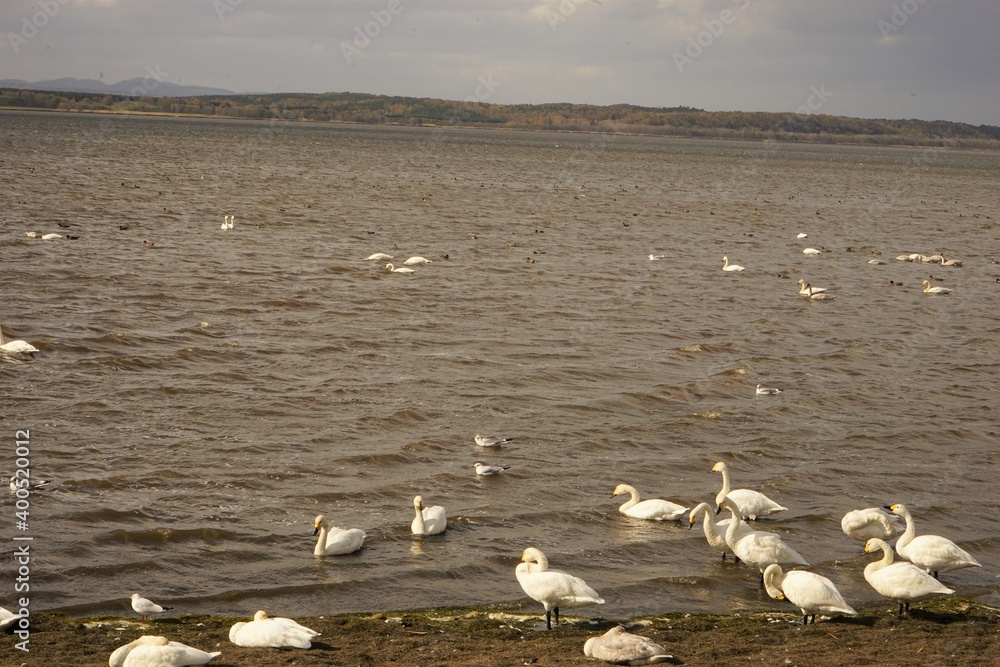 クッチャロ湖 白鳥 北海道 枝幸郡 日本 - Flock of White Swan on Lake Kuccharo in Esashi, Hokkaido, Japan 
