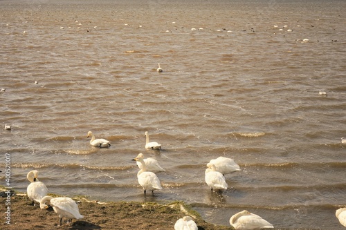 クッチャロ湖 白鳥 北海道 枝幸郡 日本 - Flock of White Swan on Lake Kuccharo in Esashi, Hokkaido, Japan	 photo