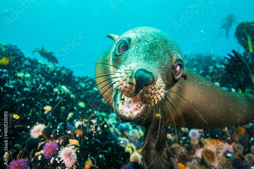 Fur seal underwater © Stanislav