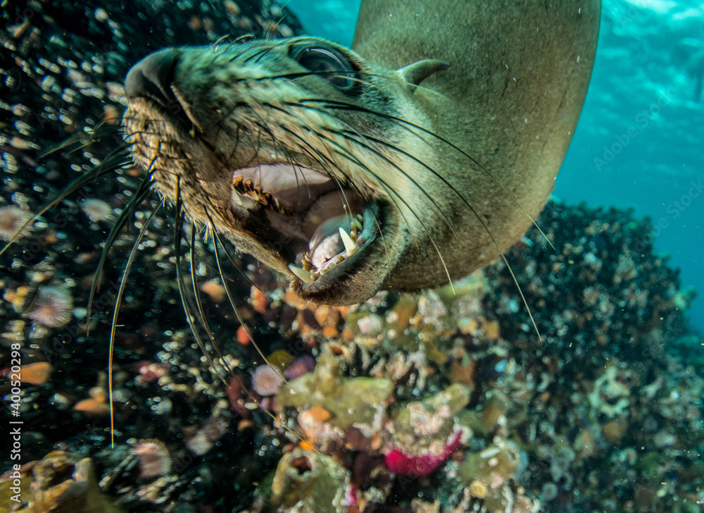 Fototapeta premium Cape fur seal underwater