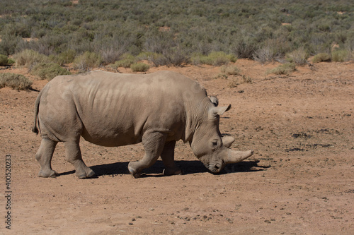 White ehino