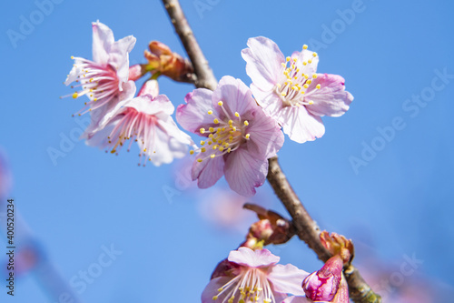 青い空と満開間近の桜