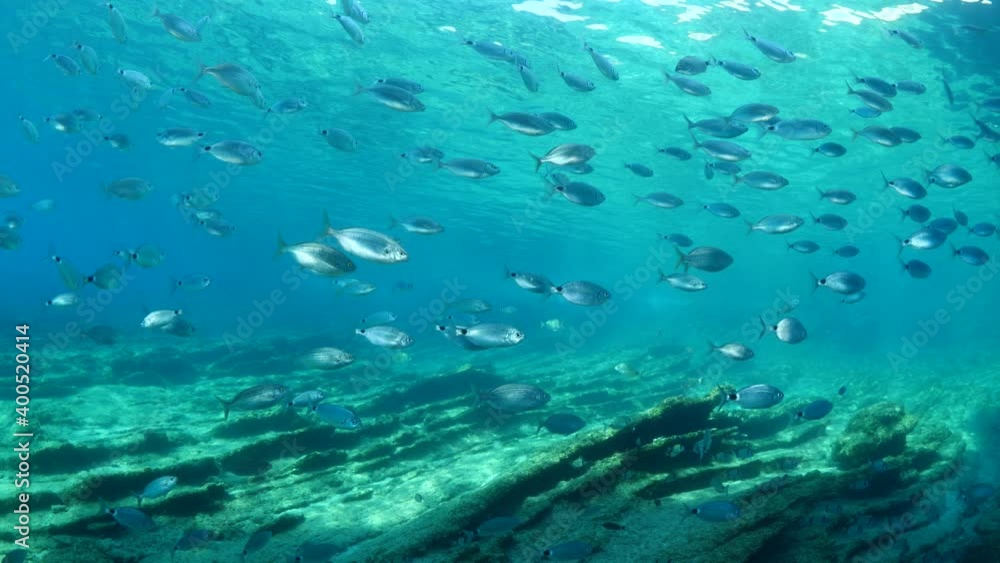 fish scenery underwater sun beams sun rays underwater mediterranean sea sun shine relaxing ocean scenery fish scenery underwater sun beams sun rays underwater mediterranean sea sun shine relaxing ocean scenery