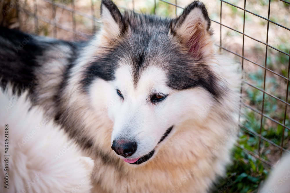 portrait of Husky Sibir dog in the garden 