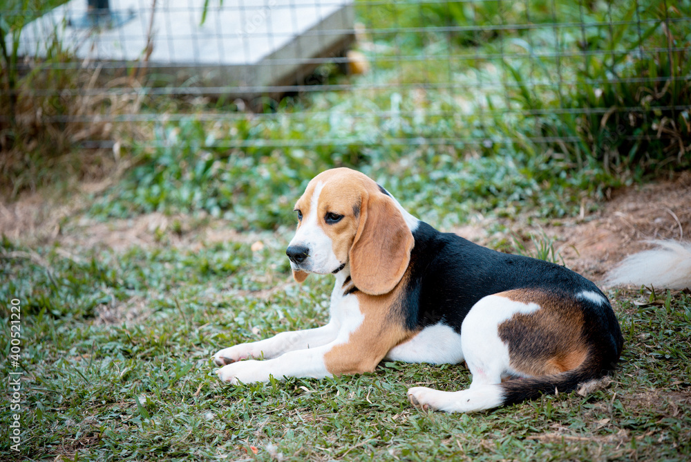 portrait of Treeing Walker Coonhound portrait of Treeing Walker Coonhound