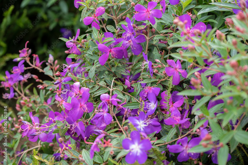 Downy myrtle, Hill gooseberry, Rose myrtle, Downy rose myrtle, Hill guava, Isenbery bush, Ceylon hill cherry. Berry flowers in pink. Downy myrtle, Hill gooseberry, Rose myrtle, Downy rose myrtle, Hill guava, Isenbery bush, Ceylon hill cherry. Berry flowers in pink.