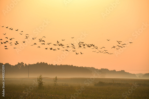 Kraniche in der Morgendämmerung am Günzer See