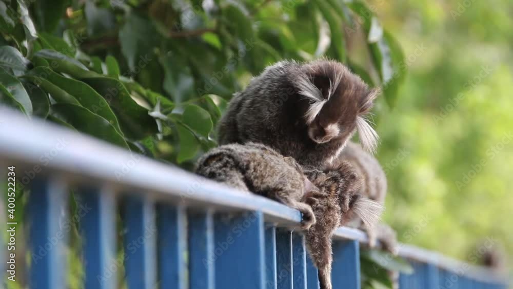 monkey species known as 