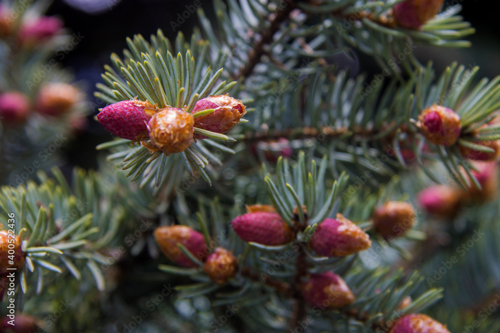 Pine tree with small violet cones in the forest closeup Pine tree with small violet cones in the forest closeup